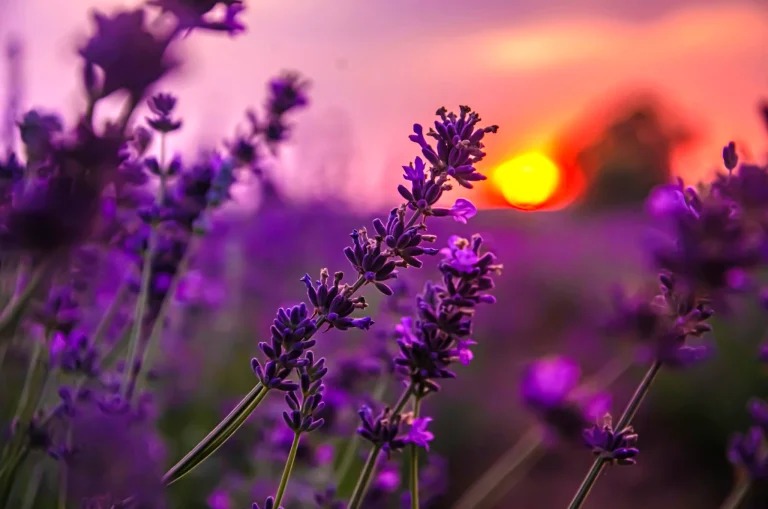 lavande_lumineuse