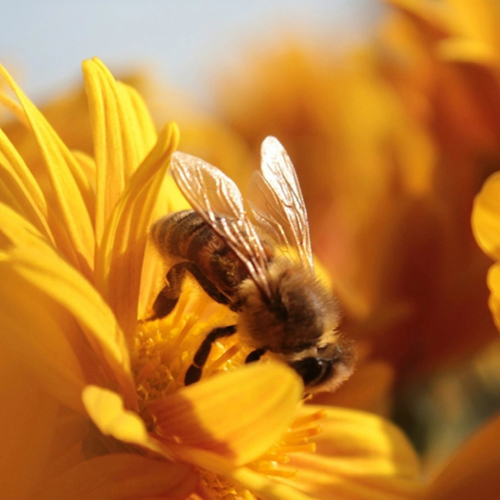 ABEILLE JAUNE