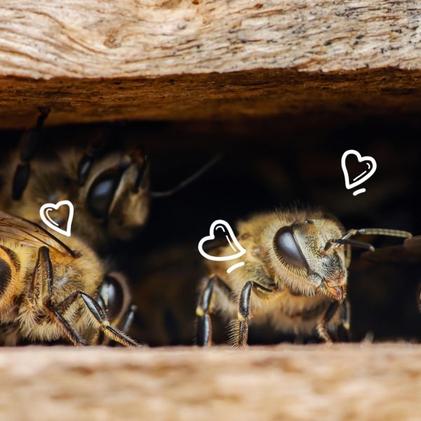 ABEILLES COEUR