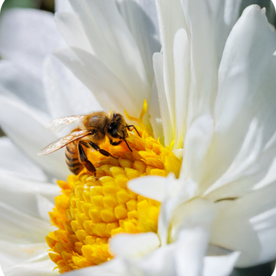 abeille-bouton