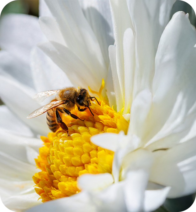 abeille-bouton